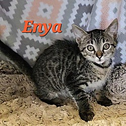 Thumbnail photo of Enya #3