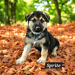 Thumbnail photo of Sprite #1