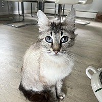 adopt a pet