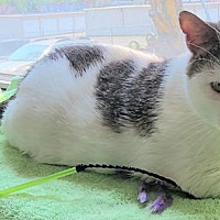 adopt a pet