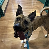 adopt a pet