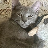 adopt a pet