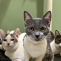 adopt a pet