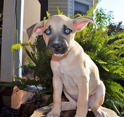 Charlotte Nc Pit Bull Terrier Meet Catalina City Slickers A Adopted