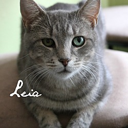Thumbnail photo of Leia #1