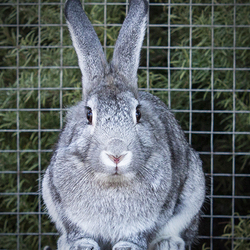 La Paws Adoption Center Santa Barbara County Animal Services In Lompoc California