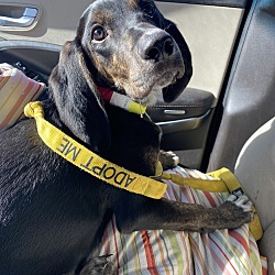 two blondes all breeds rescue