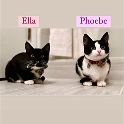 Thumbnail photo of Ella and Pheobe - BONDED PAIR #3