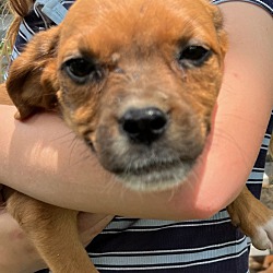 Photo of Cookie