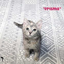 Photo of Prisma