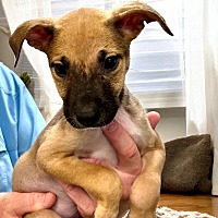adopt a pet