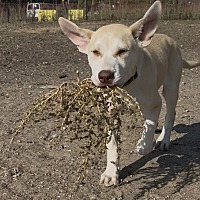 adopt a pet