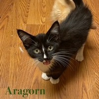 adopt a pet