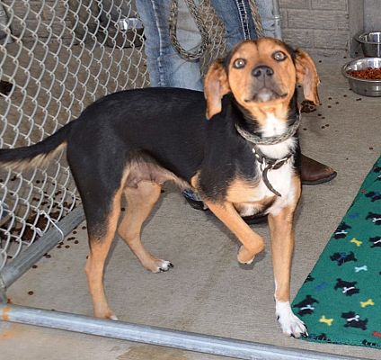 Feist clearance beagle mix