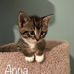 Thumbnail photo of Anna (bottle fed) #1