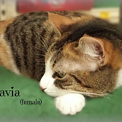 Thumbnail photo of Octavia #3