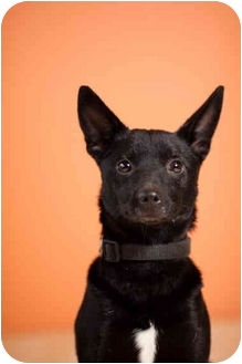 schipperke terrier mix