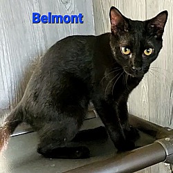 Thumbnail photo of Belmont #3