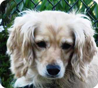 golden retriever cockapoo mix