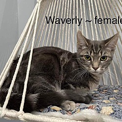 Photo of Waverly