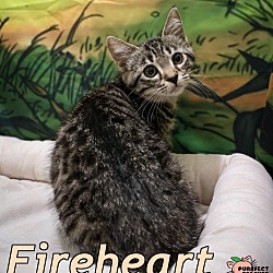 Photo of Fireheart