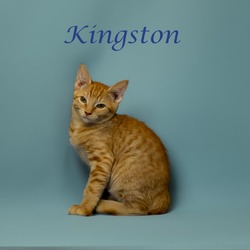 Thumbnail photo of Kingston (C24-137) #4