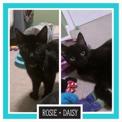 Thumbnail photo of Rosie #1