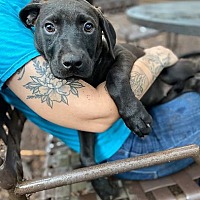 adopt a pet