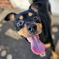 adopt a pet