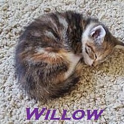 Thumbnail photo of Willow - Adopted FTA June 2016 #2