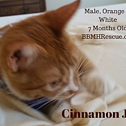 Thumbnail photo of Cinnamon Jr. #2
