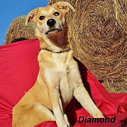 Thumbnail photo of Diamond 2 in CT #1