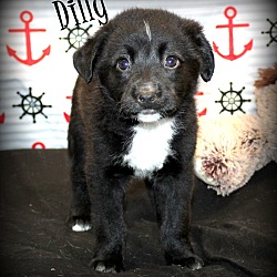 Thumbnail photo of Dilly~adopted! #4