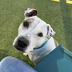 Photo of Ace