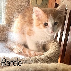 Photo of Barolo *kitten*
