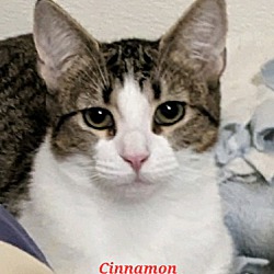 Thumbnail photo of Cinnamon #1
