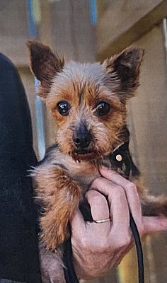 Fort Madison, IA - Yorkie, Yorkshire Terrier. Meet Bunny a Pet for ...