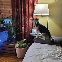 adopt a pet