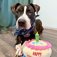 adopt a pet