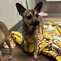 adopt a pet