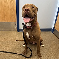 adopt a pet