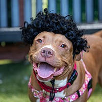 adopt a pet