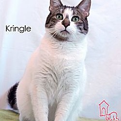 Thumbnail photo of Kringle #2