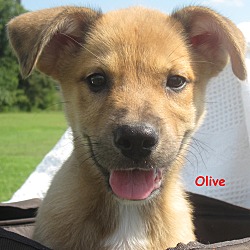 Thumbnail photo of Olive~meet me~ #1