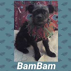 Photo of BamBam