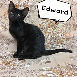 Thumbnail photo of Edward #3