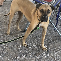 Thumbnail photo of Uno aka Dane #2