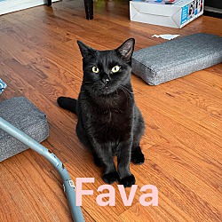 Thumbnail photo of Fava Bean #2