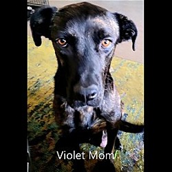Thumbnail photo of Violet (Mom) #2