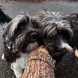 Thumbnail photo of Baxter and  Buddy - Maltese Buddies #3